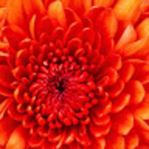 Meet your Posher, Shuhra